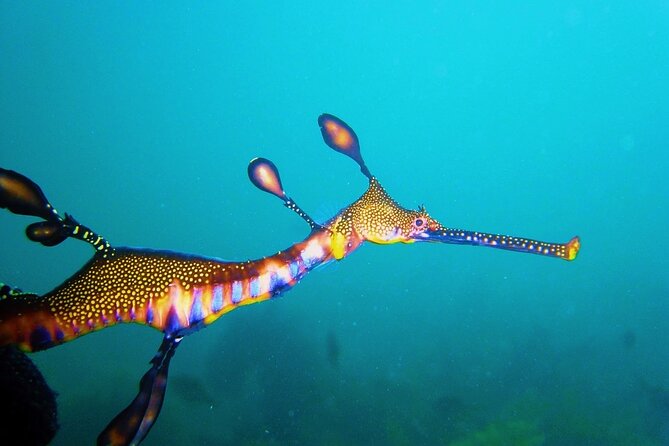 Port Phillip Bay Snorkeling with Sea Dragons - How the guide helps you spot the camouflaged seadragons