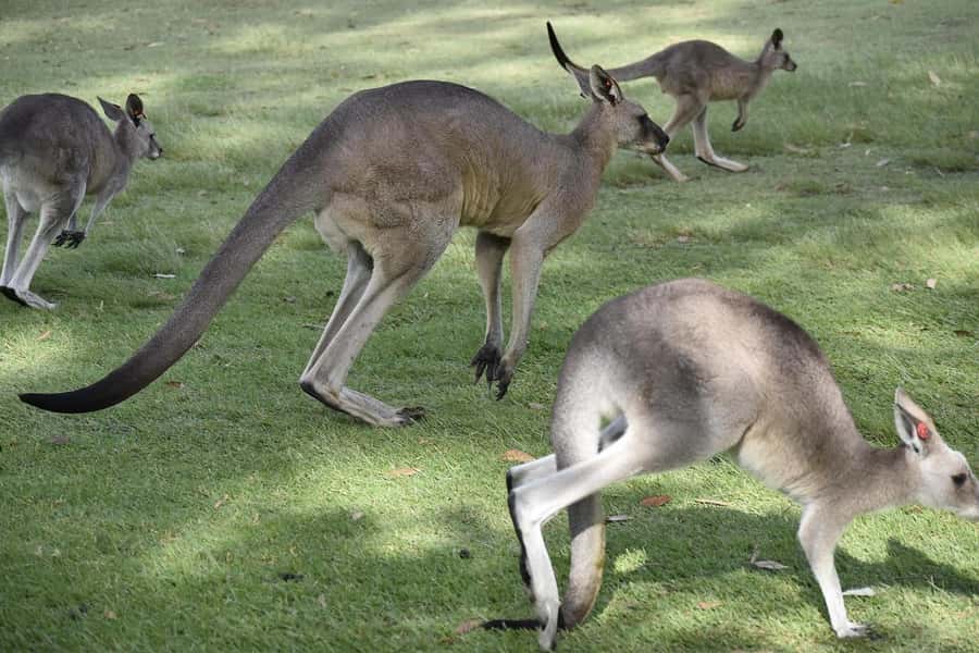 PREMIUM Great Ocean RD Tour REVRS-Luxry SML GRP-Hotel PickUP - Great Otway National Park: Rainforest Walk Time