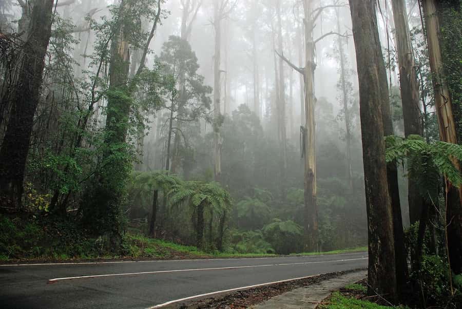 PREMIUM Great Ocean RD Tour REVRS-Luxry SML GRP-Hotel PickUP - Apollo Bay to the Main Great Ocean Road Coastline Stretch