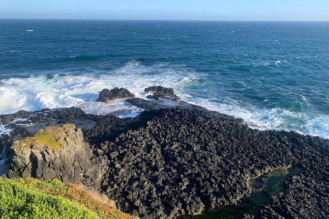 Premium Small Group Philip Island eco Tour - Koala Conservation Reserve: the best chance for close-up wildlife time