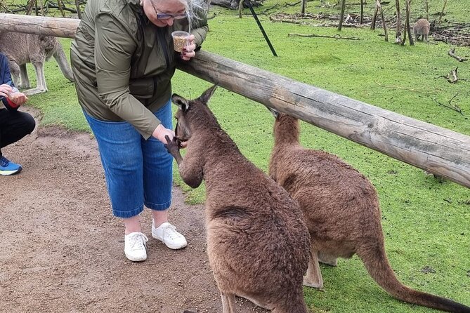 Private 12 Apostles Express Tour - Shorter - Who this tour fits best, and who might want a slower option