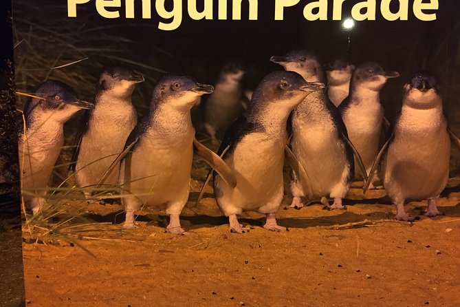 Private custom Penguin Tour with Premium Penguin Tickets - Key things to know before you go