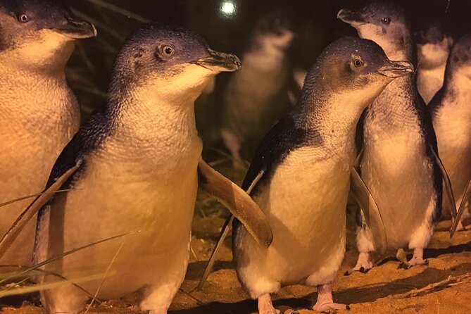Private custom Penguin Tour with Premium Penguin Tickets - Stop 2: Phillip Island at dusk, where the Little Blue Penguins return