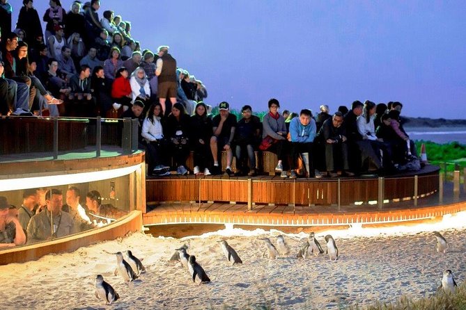 Private custom Penguin Tour with Premium Penguin Tickets - Stop 3: The Nobbies Centre for big views and a calmer pacing break