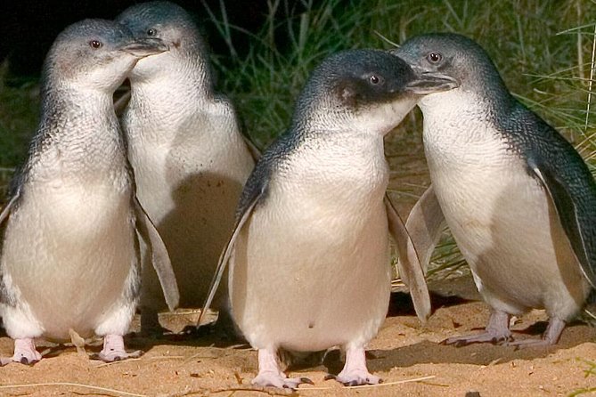 Private custom Tour of Phillip Island With Penguin Parade - Key highlights worth your attention