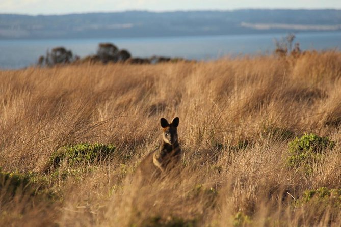 Private Great Ocean Road - The Ultimate Aussie Adventure - Why a private Great Ocean Road day feels worth the premium