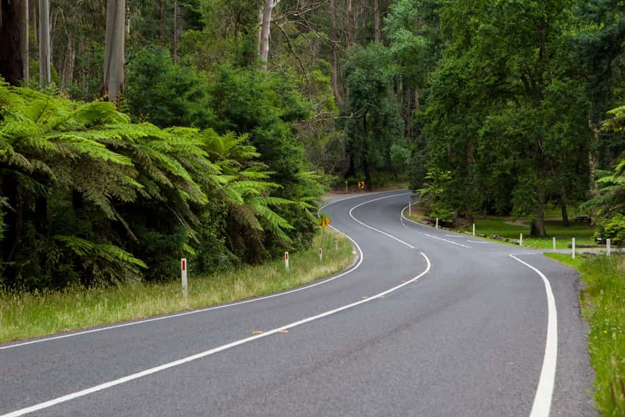 Private Great Ocean Road Tour - Kennett River: the real reason people come (for koalas and birds)