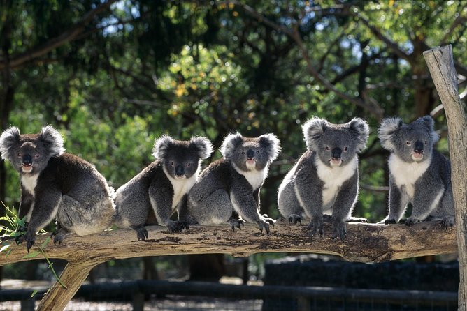 [Private Tour] Healesville Sanctuary Wildlife & Puffing Billy Steam Train - Key things I’d bank on