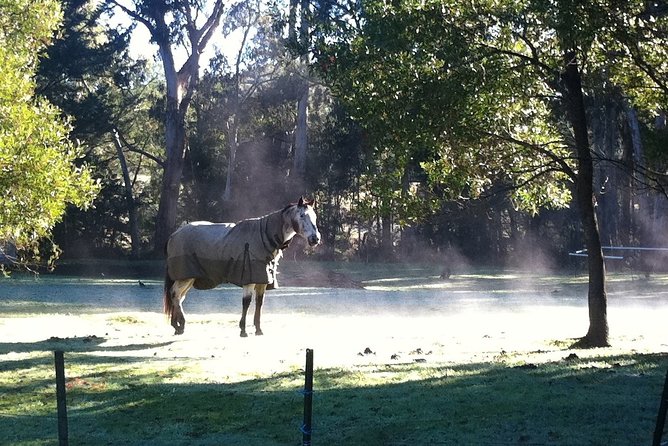 [Private Tour] Healesville Sanctuary Wildlife & Puffing Billy Steam Train - Price and Value: Is $502.07 Per Person Fair?
