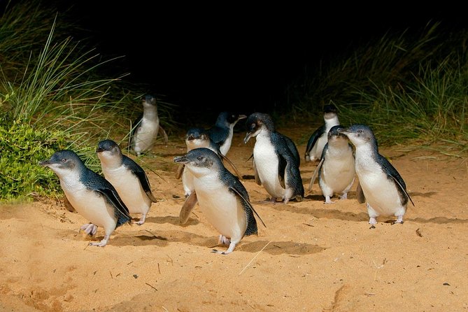 [Private Tour] “Penguin Parade” Phillip Island Tour. - Key points before you go