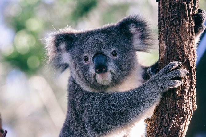 [Private Tour] “Penguin Parade” Phillip Island Tour. - Meal planning and smart packing for a long wildlife day
