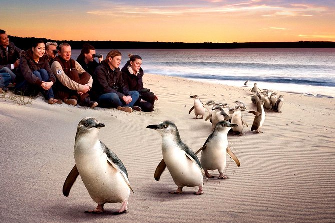 [Private Tour] “Penguin Parade” Phillip Island Tour. - Penguin Parade at Phillip Island Nature Parks: what Penguins PLUS seating changes