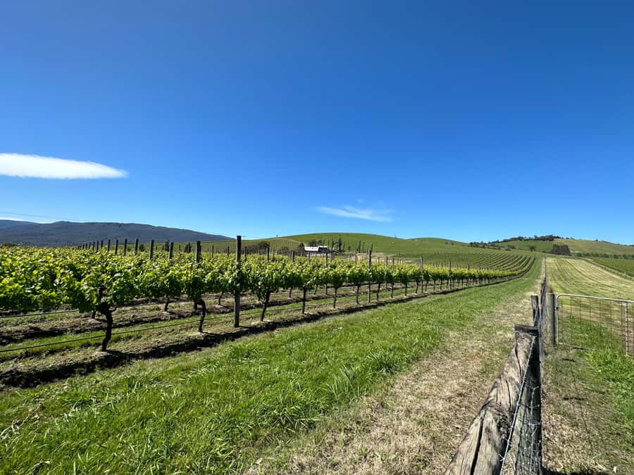 Private Tour: Yarra Valley Wine, Cheese, Gin & Chocolatrie - A Private Yarra Valley Day From Melbourne With Real Flexibility