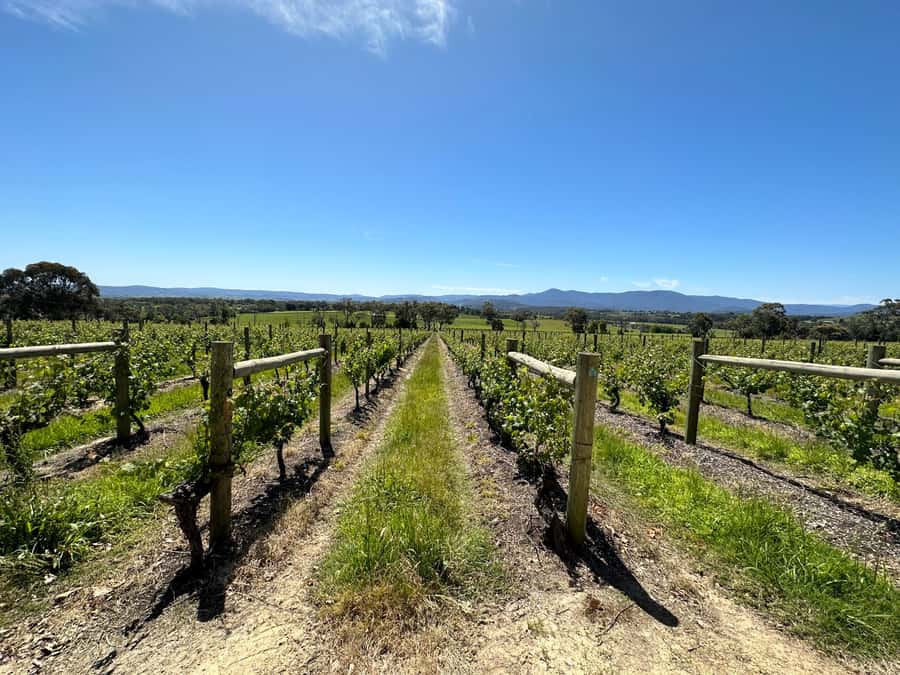 Private Tour: Yarra Valley Wine, Cheese, Gin & Chocolatrie - Should You Book This Yarra Valley Wine, Cheese, Gin & Chocolaterie Private Tour?