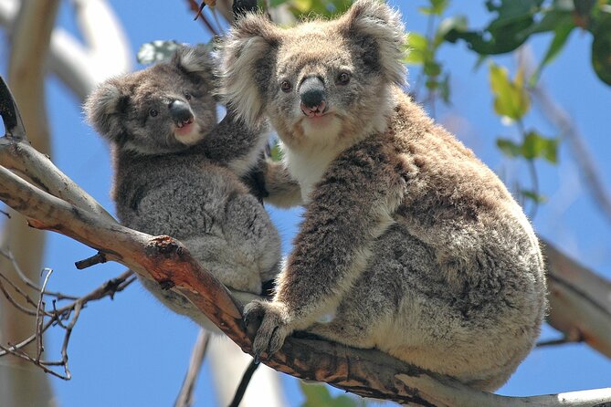 Puffing Billy And Healesville Sanctuary Scenic Tour - Melbourne pickup and the 8h15 day flow (Hotel Windsor to back again)