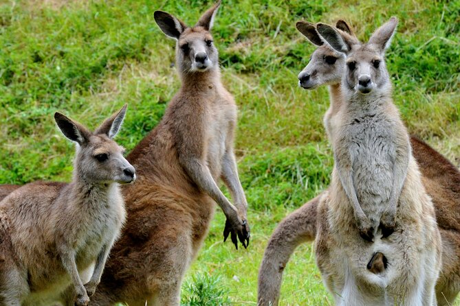 Puffing Billy And Healesville Sanctuary Scenic Tour - Price and value: is $163.53 worth it?