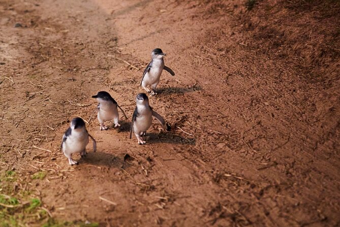 Puffing Billy and Penguin Parade Day Tour From Melbourne - Price and value: what $162 covers (and where it can feel tight)