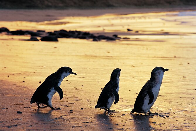 Puffing Billy and Penguin Parade Day Tour From Melbourne - Guide experience: what to expect from live commentary and language