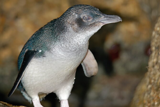 Puffing Billy And Phillip Island Penguin Parade Bus Tour - Phillip Island Penguin Parade: seeing little penguins without losing your mind