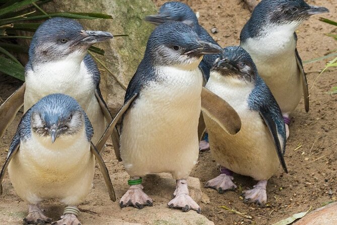 Puffing Billy And Phillip Island Penguin Parade Bus Tour - Group comfort, the bus seat reality, and what to pack