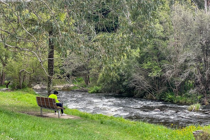Puffing Billy, Forest Trails and Yarra Valley Discovery Tour - Stop 3: Redwood Forest walk among Californian giants