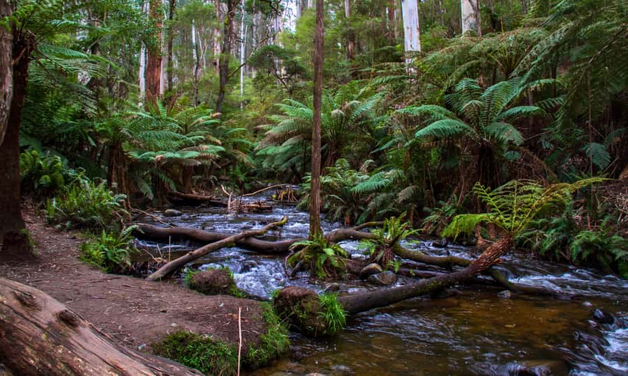 Puffing Billy, Forest Trails & Yarra Valley Discovery Tour - How the Whole Day Runs: Timing, Group Size, and Coach Comfort
