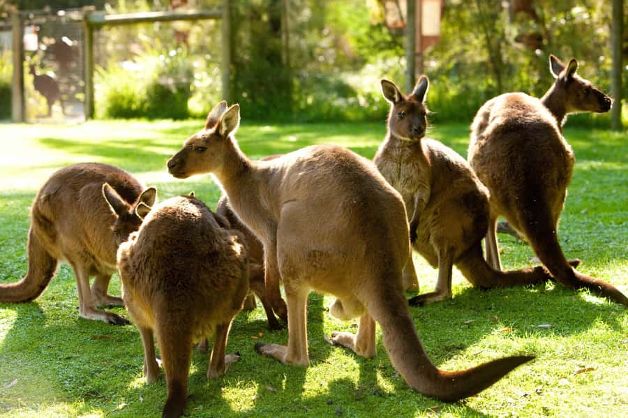 Puffing Billy, Healesville Sanctuary & Chocolatier - FAQ