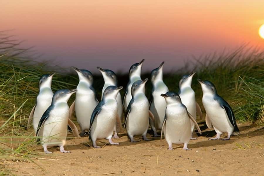 Puffing Billy Penguin Parade Winery Chocolaterie All-in-One - Viewing Strategy: General Stands vs Closer Walkways