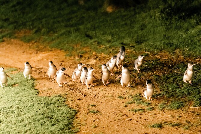 Puffing Billy Steam Train and Penguins Wildlife Tour - Price and Value for a Full-Day Melbourne Tour at $164.25