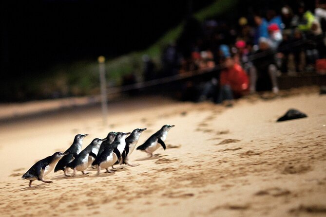 Puffing Billy Steam Train and Penguins Wildlife Tour - Who This Tour Suits Best (and Who Might Want Something Different)