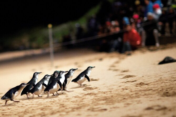Puffing Billy Tour and Penguin Parade from Melbourne - Puffing Billy and Penguins in one day from Melbourne