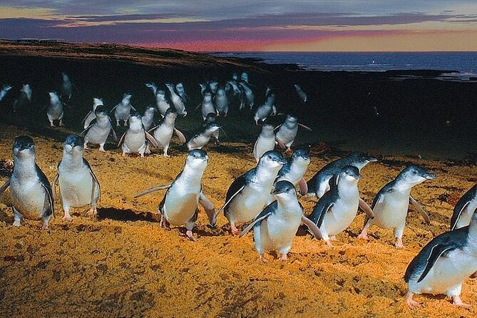Puffing Billy Train and Phillip Island Penguin Parade Day Tour - Language and Guide Style: What to Expect When English Is Mixed