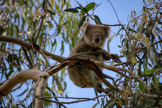 Reimagined Great Ocean Road 1-Day Tour from Melbourne - Great Otway National Park: eucalyptus breaks and a koala chance