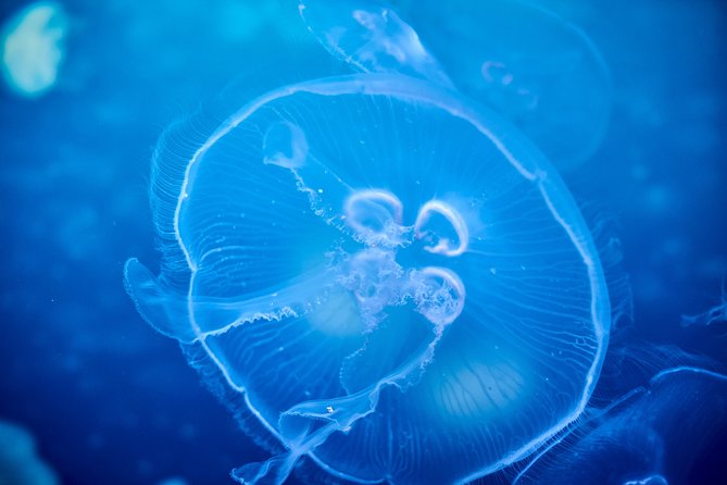 SEA LIFE Melbourne Aquarium Admission Ticket - At the Yarra River: timing, crowds, and how long SEA LIFE Melbourne takes