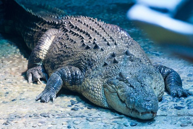 SEA LIFE Melbourne Aquarium Admission Ticket - Croc Lair, turtles, and the sea-horse/sea-dragon zone