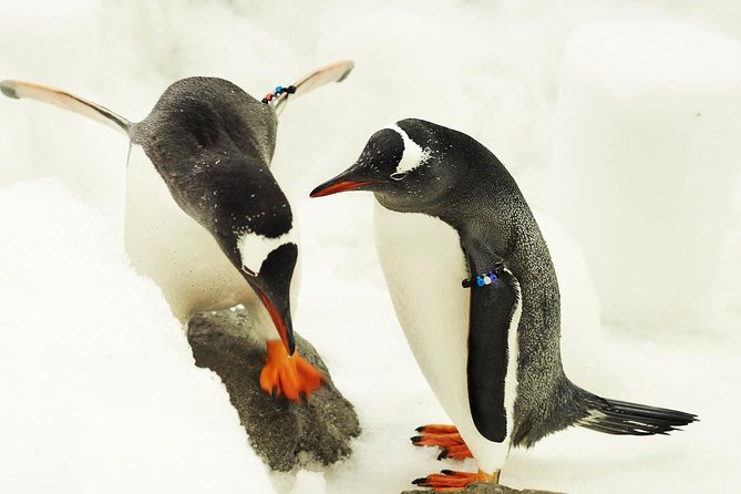 SEA LIFE Melbourne Aquarium Admission Ticket - Should you book this SEA LIFE Melbourne Aquarium ticket?