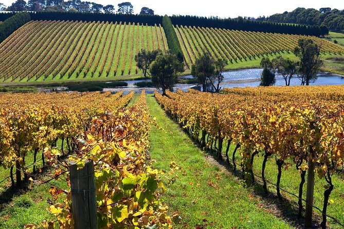 Shore Excursion Melbourne, Sights, Kangaroos, Koalas Lunch & Wine - Key highlights at a glance