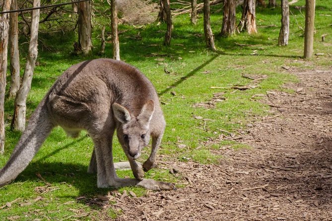 Shore Excursion Melbourne, Sights, Kangaroos, Koalas Lunch & Wine - Moonlit Sanctuary: kangaroos, koalas, and the ranger-led difference