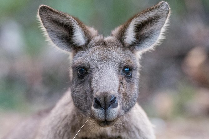 Small-Group Grampians Great Wildlife Escape Day Trip with Hiking - Key Points Worth Knowing Before You Go