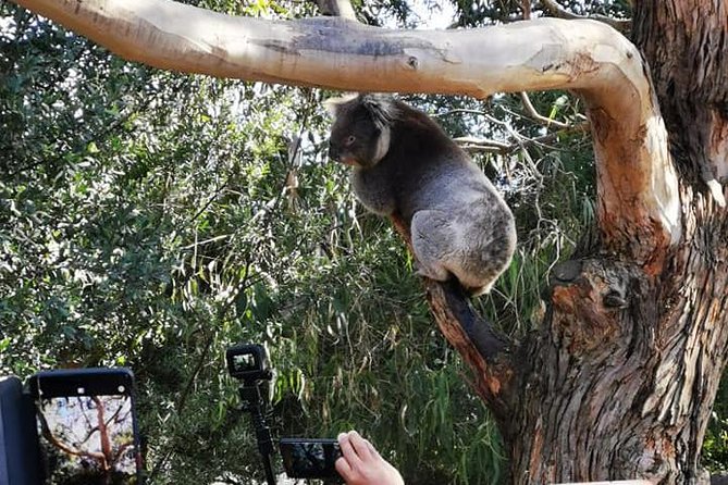 Small-Group Great Ocean Road Day Trip from Melbourne - Loch Ard Gorge: when the stories make the scenery stick