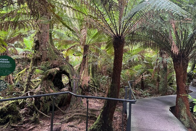 Small group Great Ocean Road Reverse & Wildlife spotting - Kennett River: koalas and colorful parrots, plus a coffee break