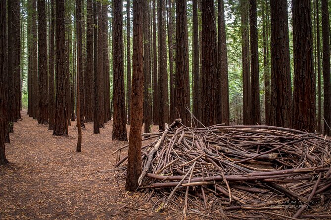 Small Group Yarra Valley: Redwoods Forest & Premium Wine Tour - Key Highlights (What Makes This Tour Worth Your Time)
