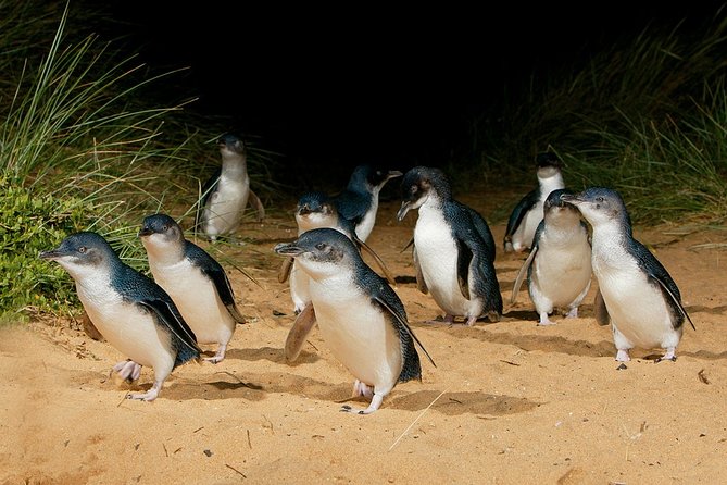 Small Tour (8 ppl) Phillip Island Hike & Penguin Parade Day Tour - Snacks, lunch, and what to budget so you’re not stuck