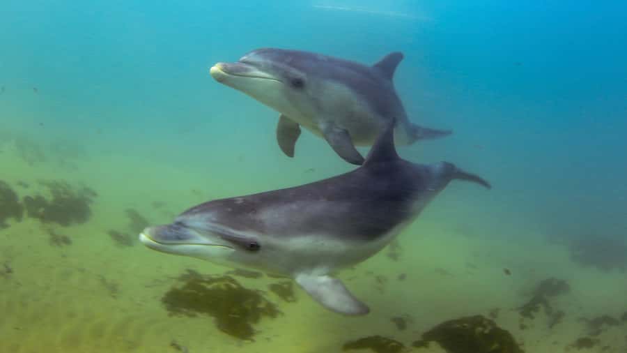 Sorrento: Dolphins & Seals Snorkeling Cruise w/ Lunch - Key things that make this cruise work
