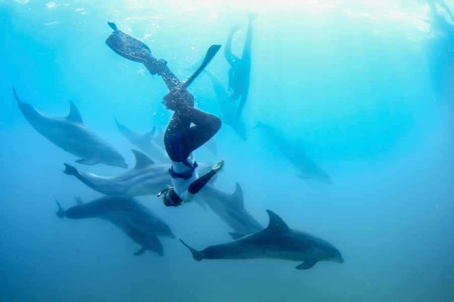 Sorrento: Dolphins & Seals Snorkeling Cruise w/ Lunch - First water time: Australian fur seals in shallow, clear water