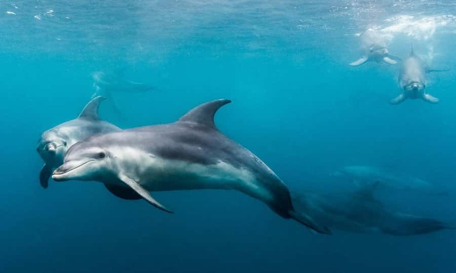 Sorrento: Dolphins & Seals Snorkeling Cruise w/ Lunch - The dolphin swim approach: quiet waiting in small groups of 10