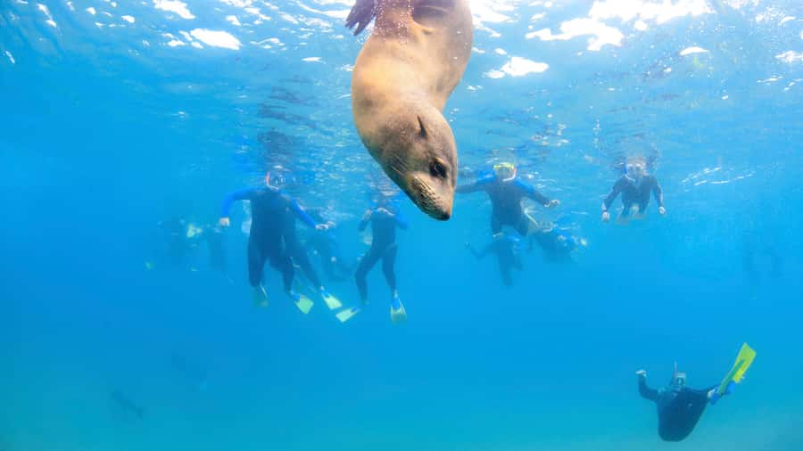 Sorrento: Dolphins & Seals Snorkeling Cruise w/ Lunch - Equipment and wetsuit included: less hassle, more comfort