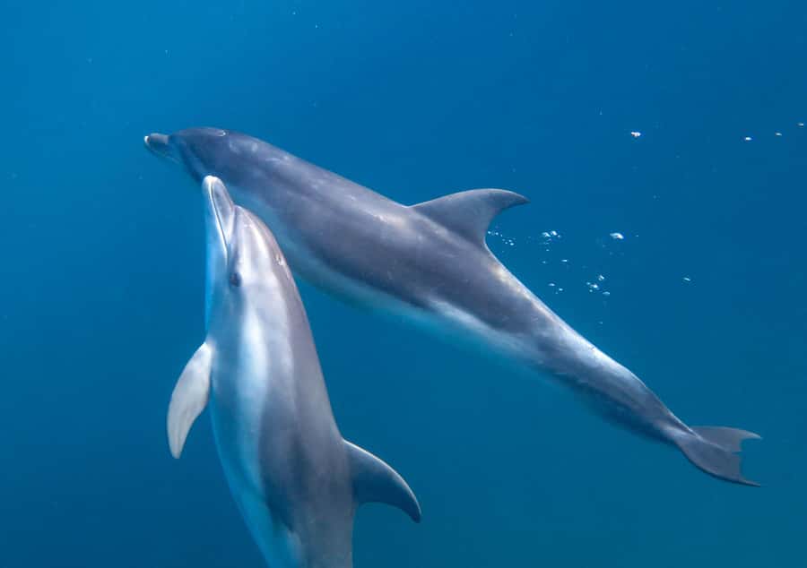 Sorrento: Dolphins & Seals Snorkeling Cruise w/ Lunch - Price and value: what $148 covers for 3 hours