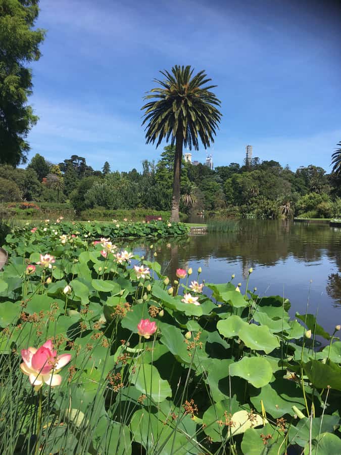 The Famous Melbourne City Bike Tour - Following the Yarra River: Best “Melbourne in Motion” Moment