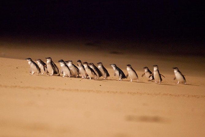 The Ultimate Melbourne Attractions Pass - Virtual Room Melbourne, Old Melbourne Gaol, and Lantern Ghost Tours: the fun “not just animals” mix